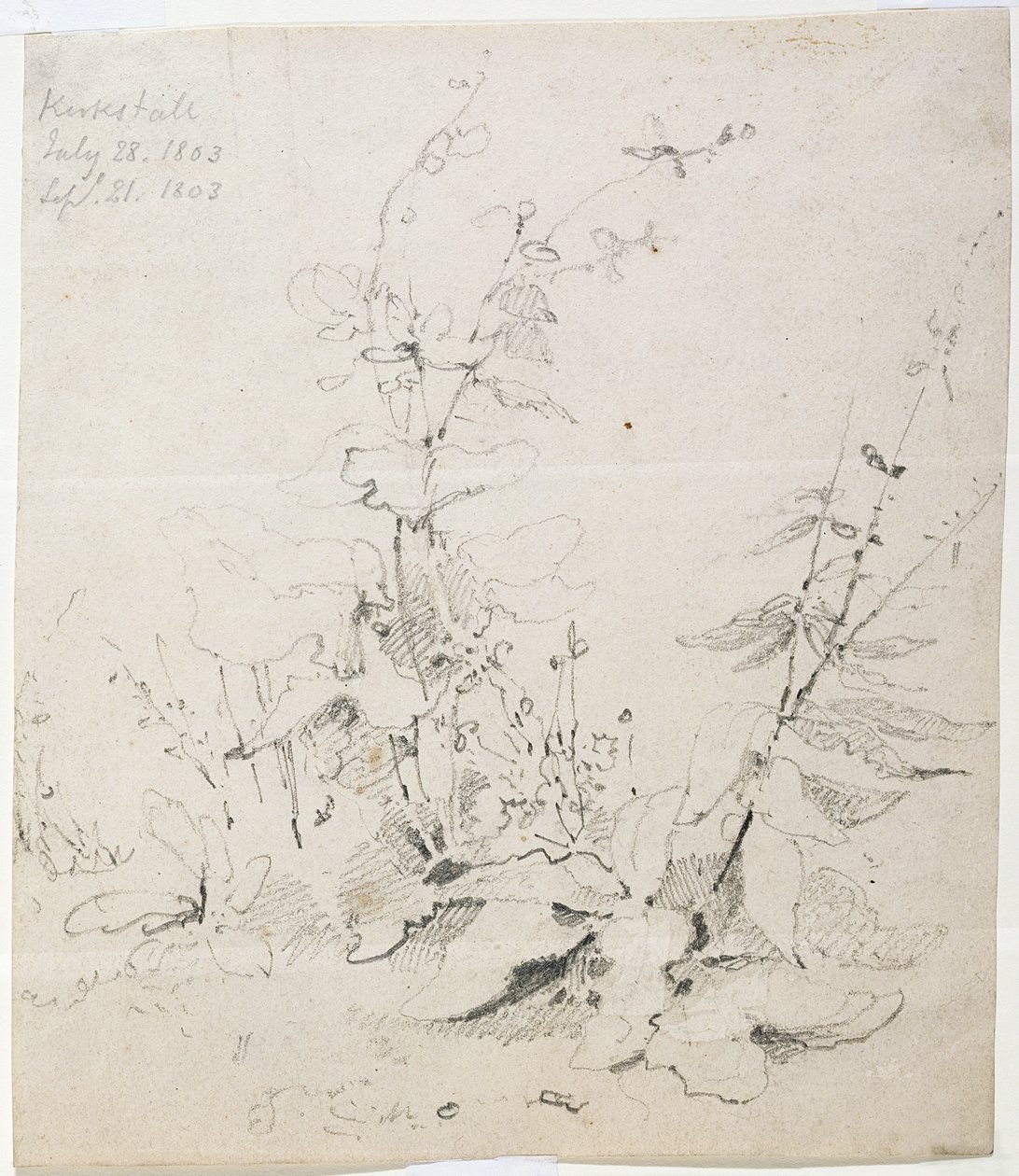 Estudio de malezas, Kirkstall de John Sell Cotman