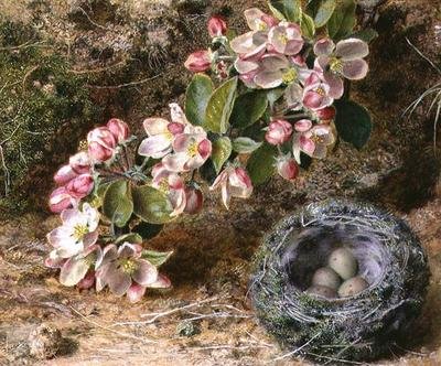Flor y nido de pájaro de John Sherrin
