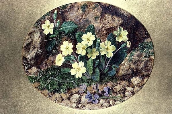 Prímulas y violetas de John Sherrin