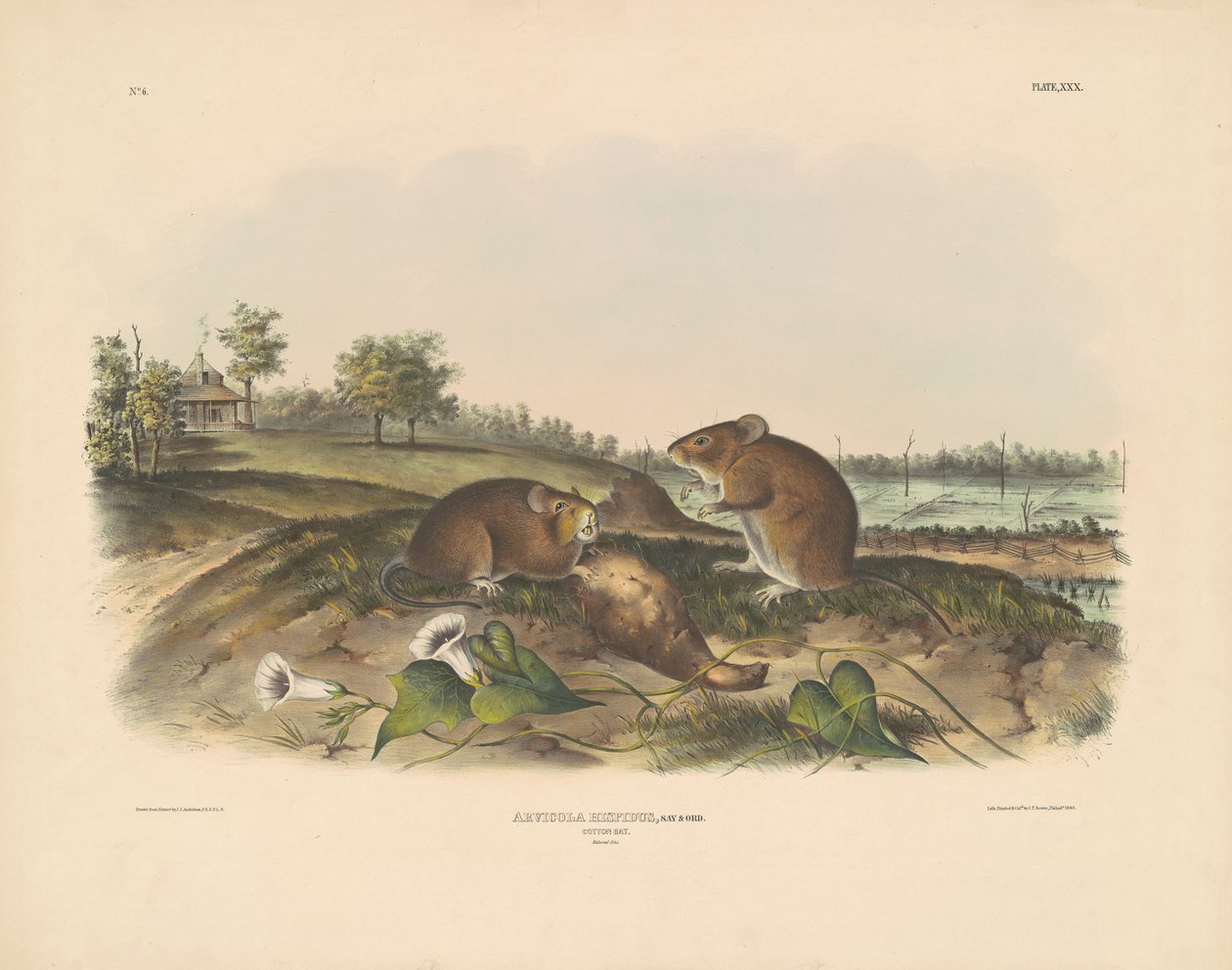 Rata de algodón de John T. Bowen, after John James Audubon