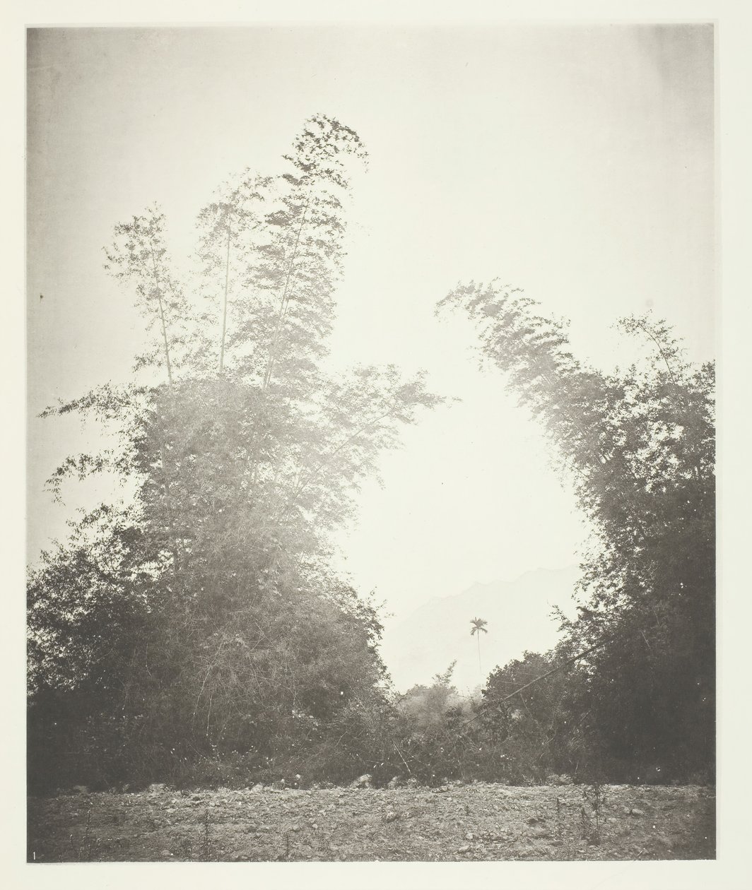 Bambúes en Baksa, Formosa, c. 1868 de John Thomson