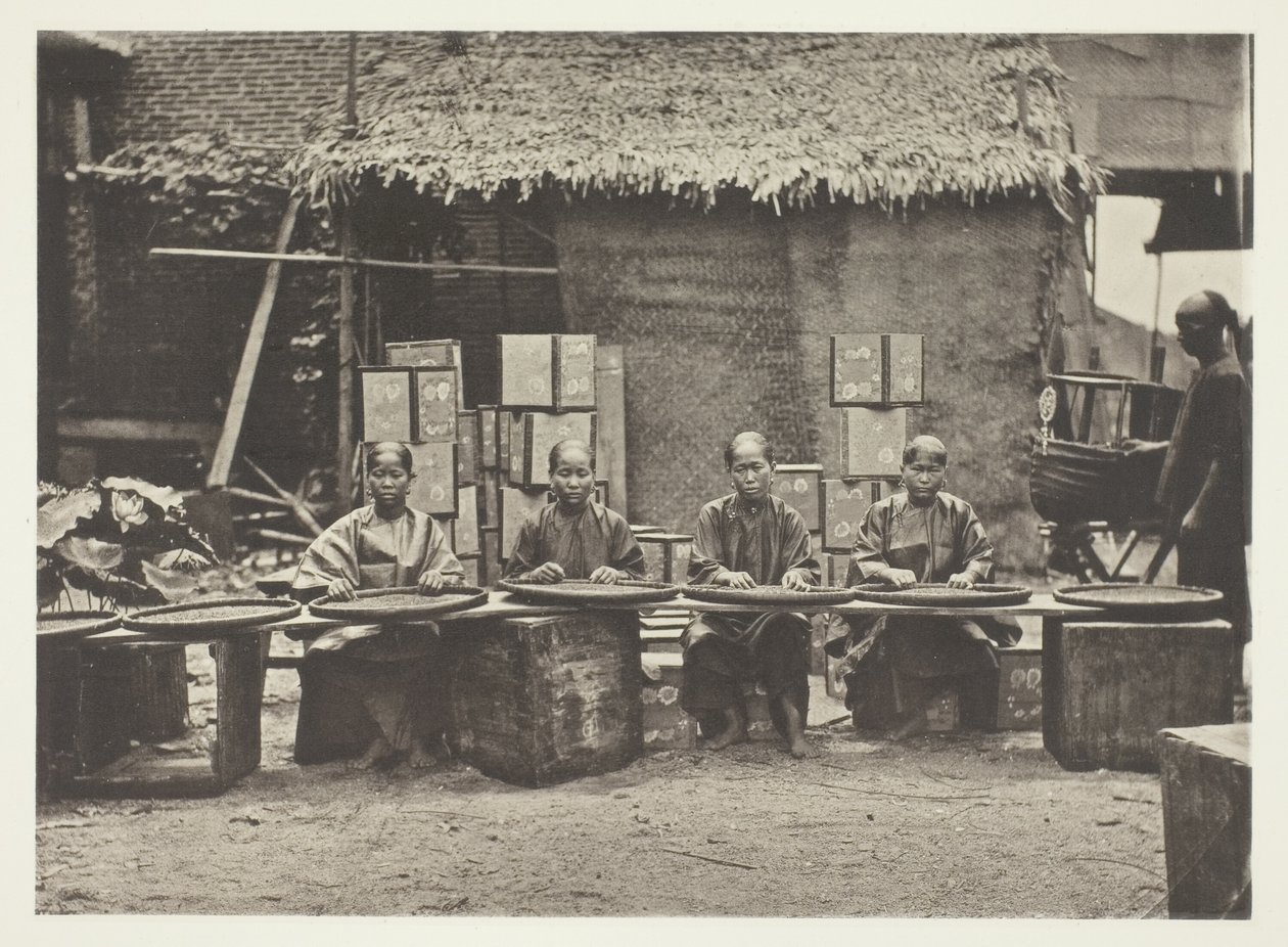 Recogida de té en Cantón de John Thomson