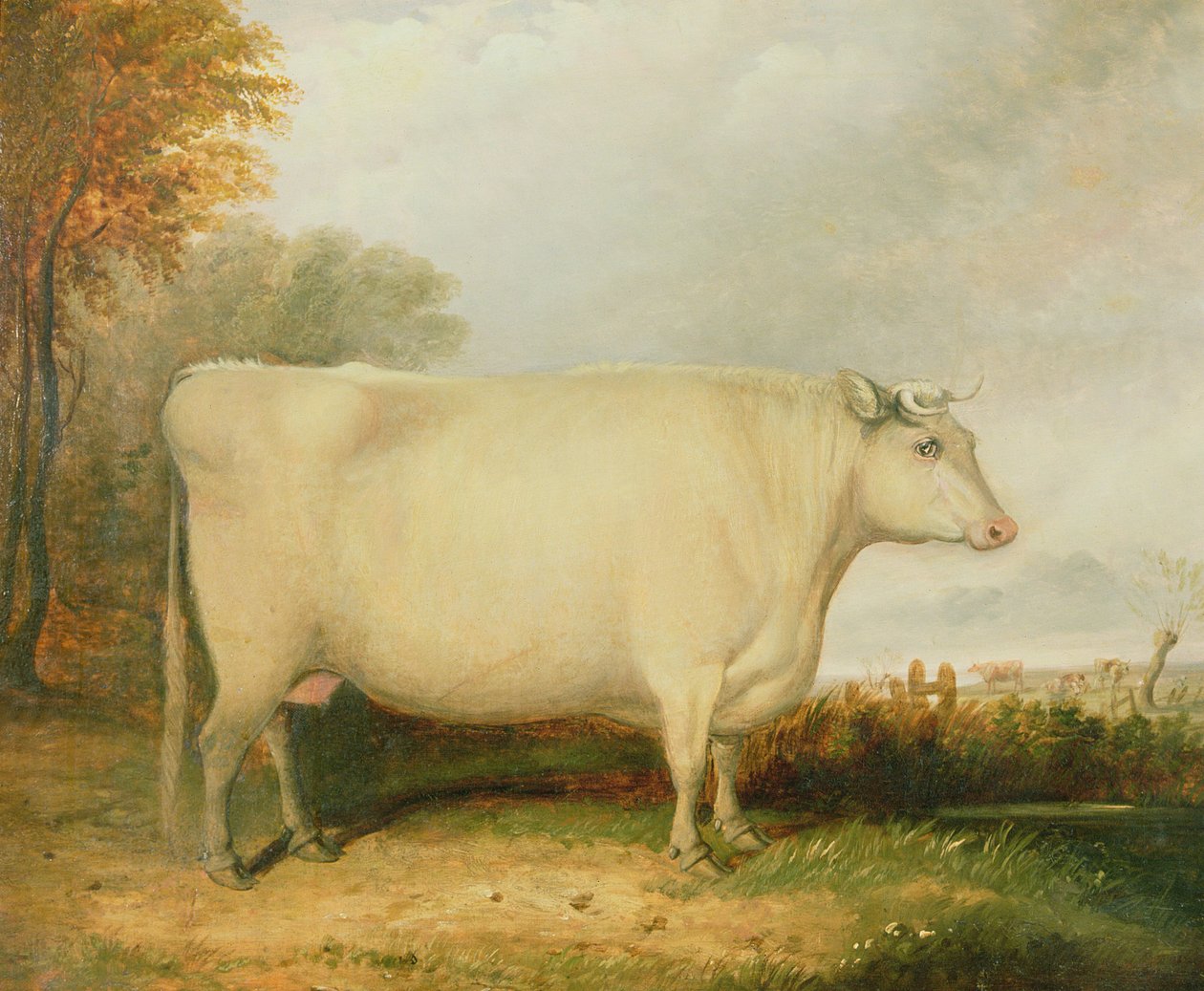 Retrato de una vaca premiada de John Vine