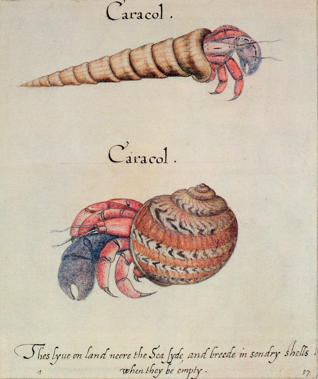 Cangrejo ermitaño de John White