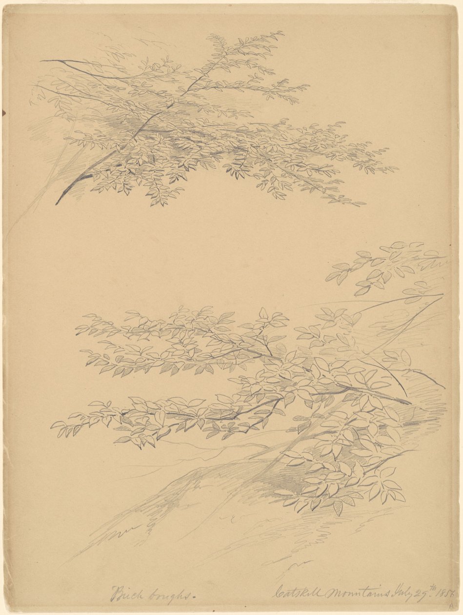 Ramas de abedul, montañas Catskill de John William Casilear