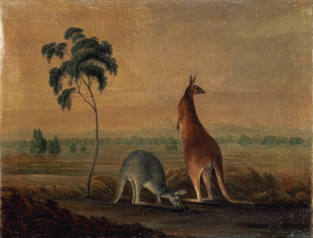 Canguros en un paisaje, c.1819 de John William Lewin