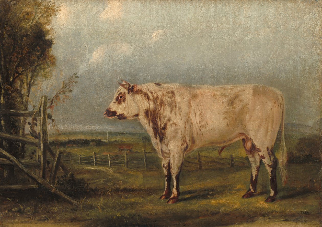 Un toro joven de John Woodhouse Audubon