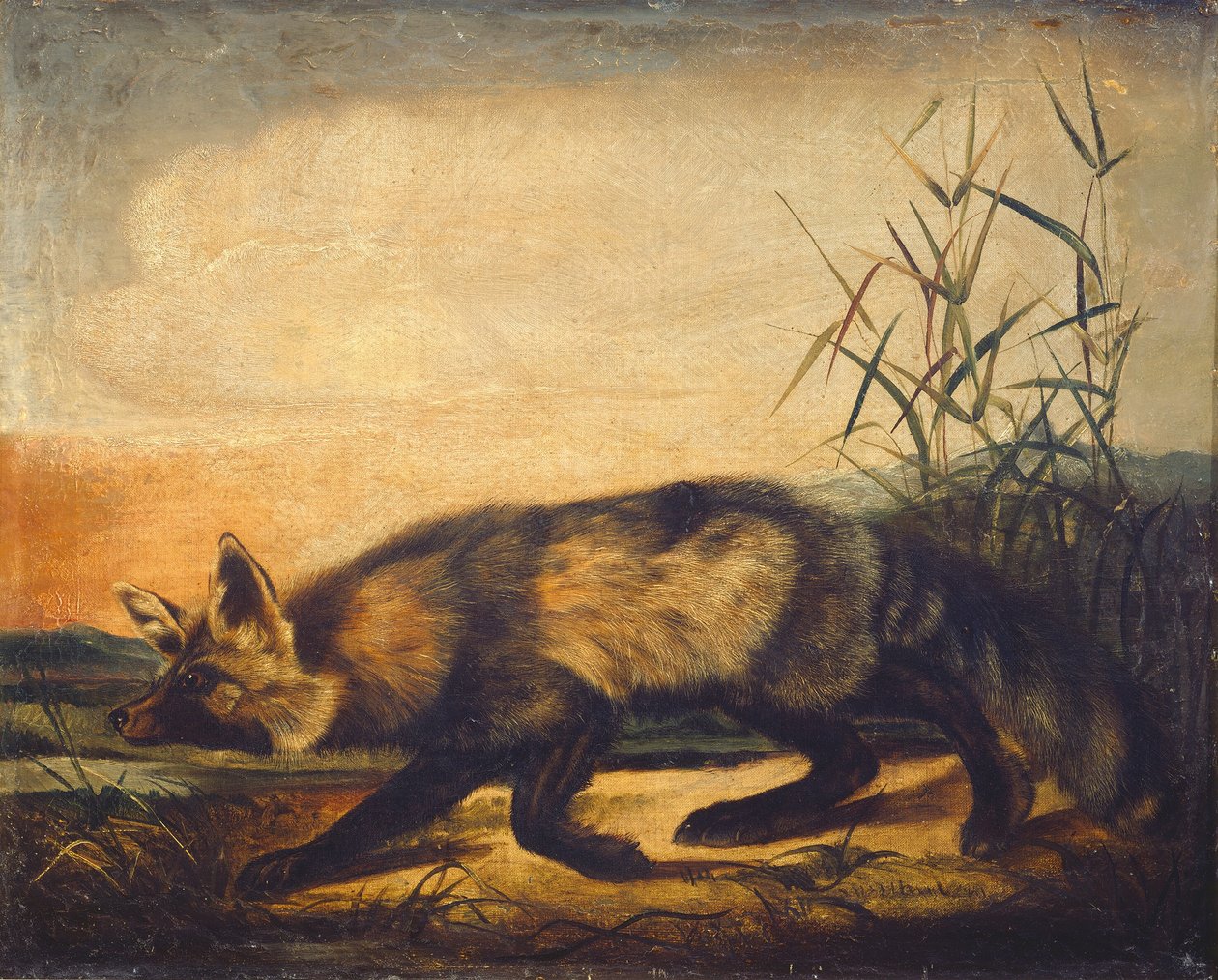 Zorro Rojo de Cola Larga de John Woodhouse Audubon