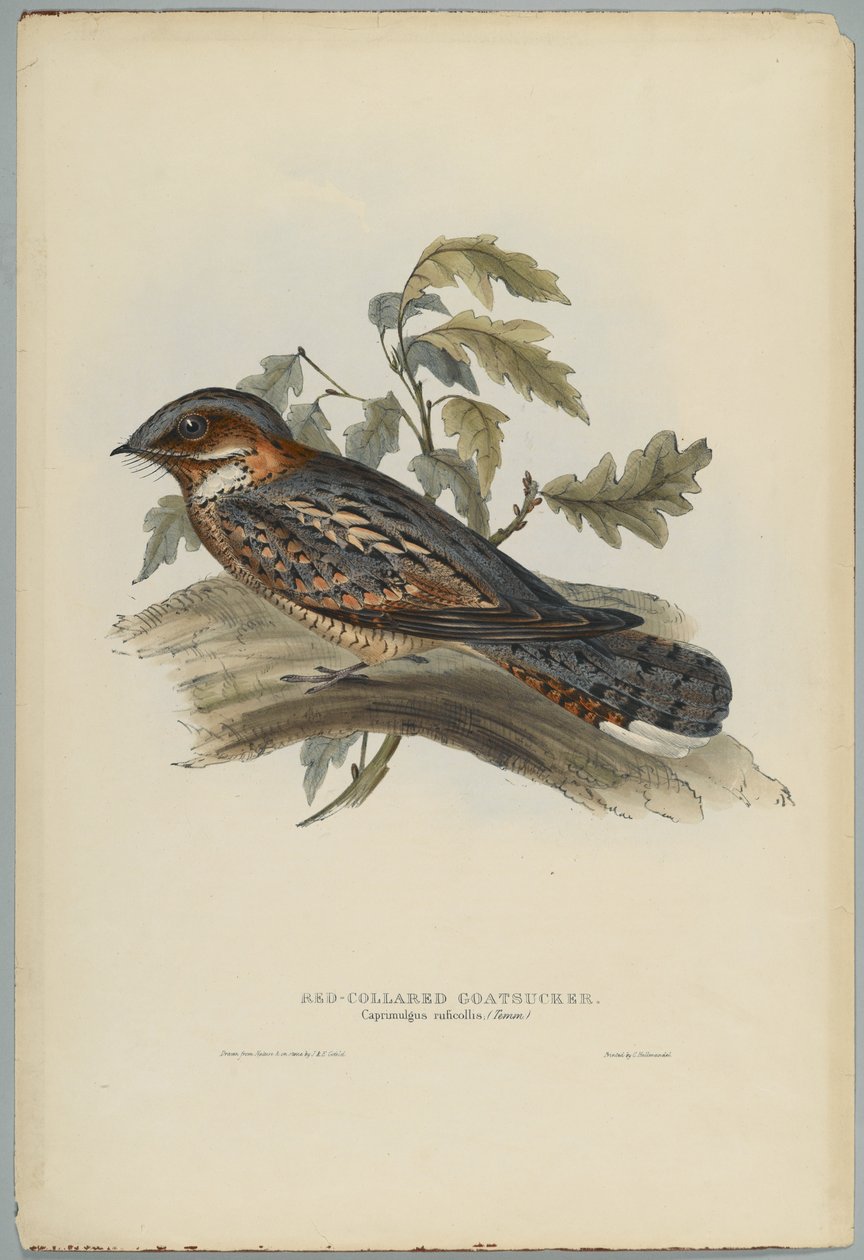 Caprimulgus Ruficollis de John after Gould