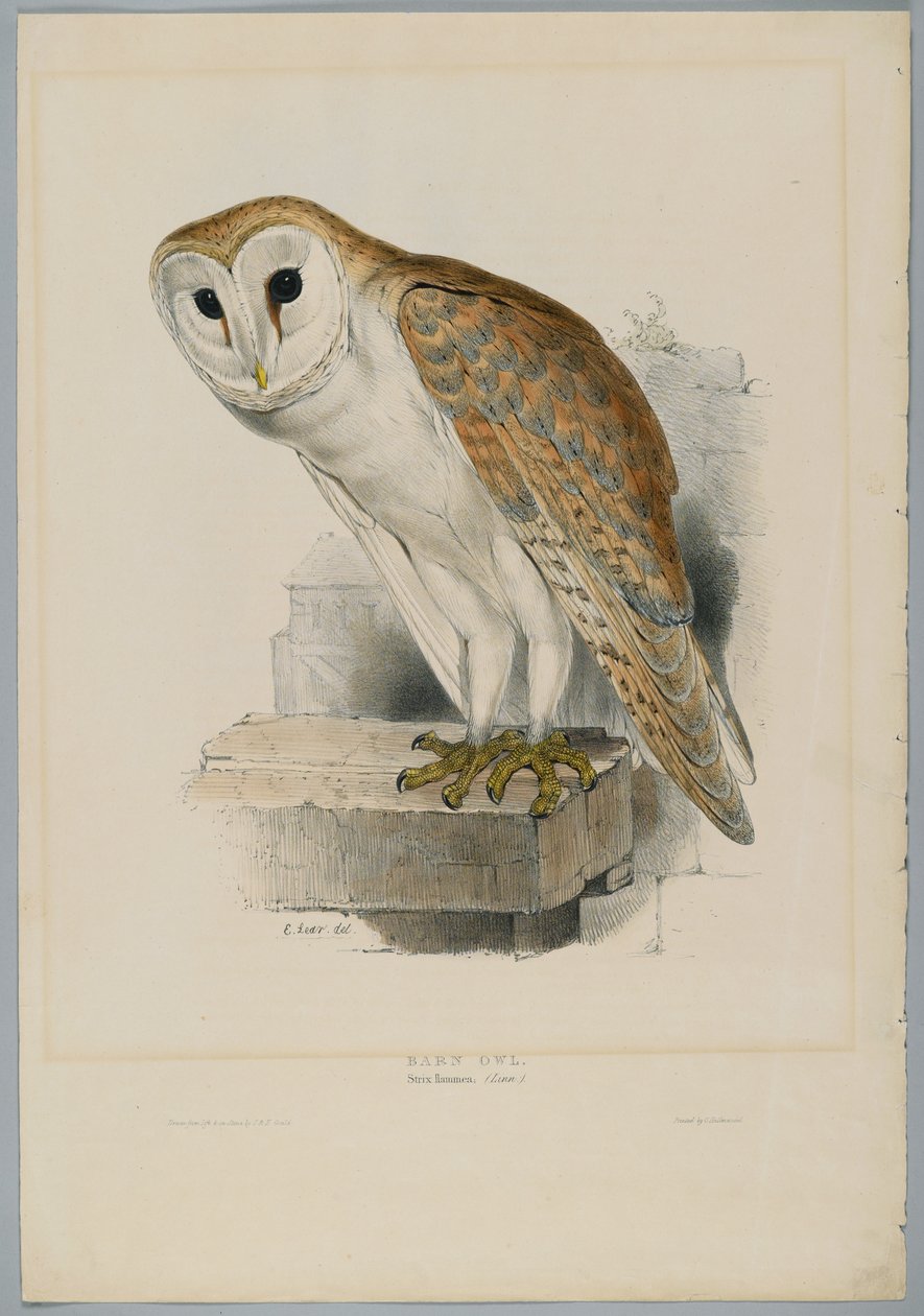 Strix Flammea - Lechuza Común de John after Gould