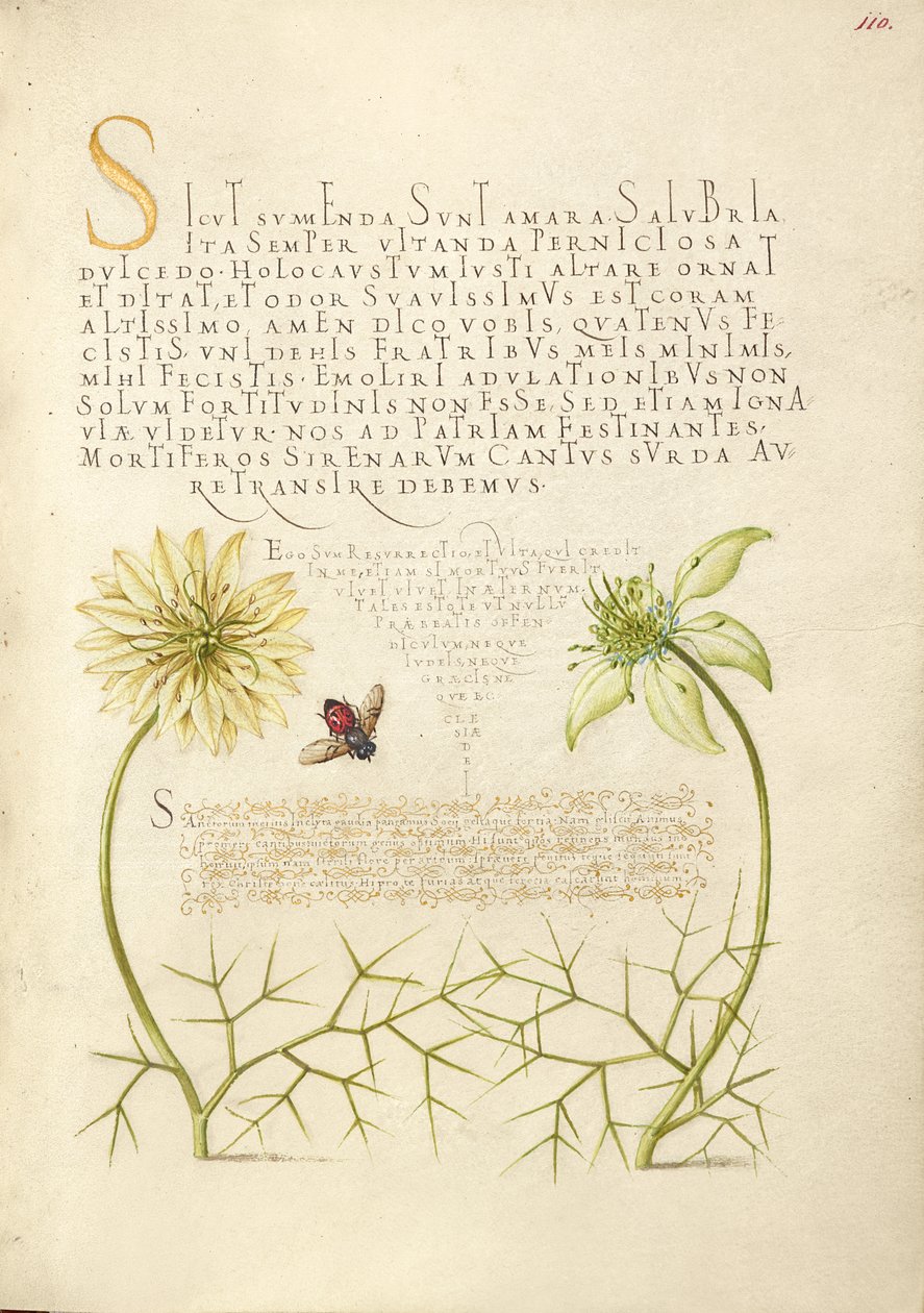Cumins negros e insectos de Joris Hoefnagel