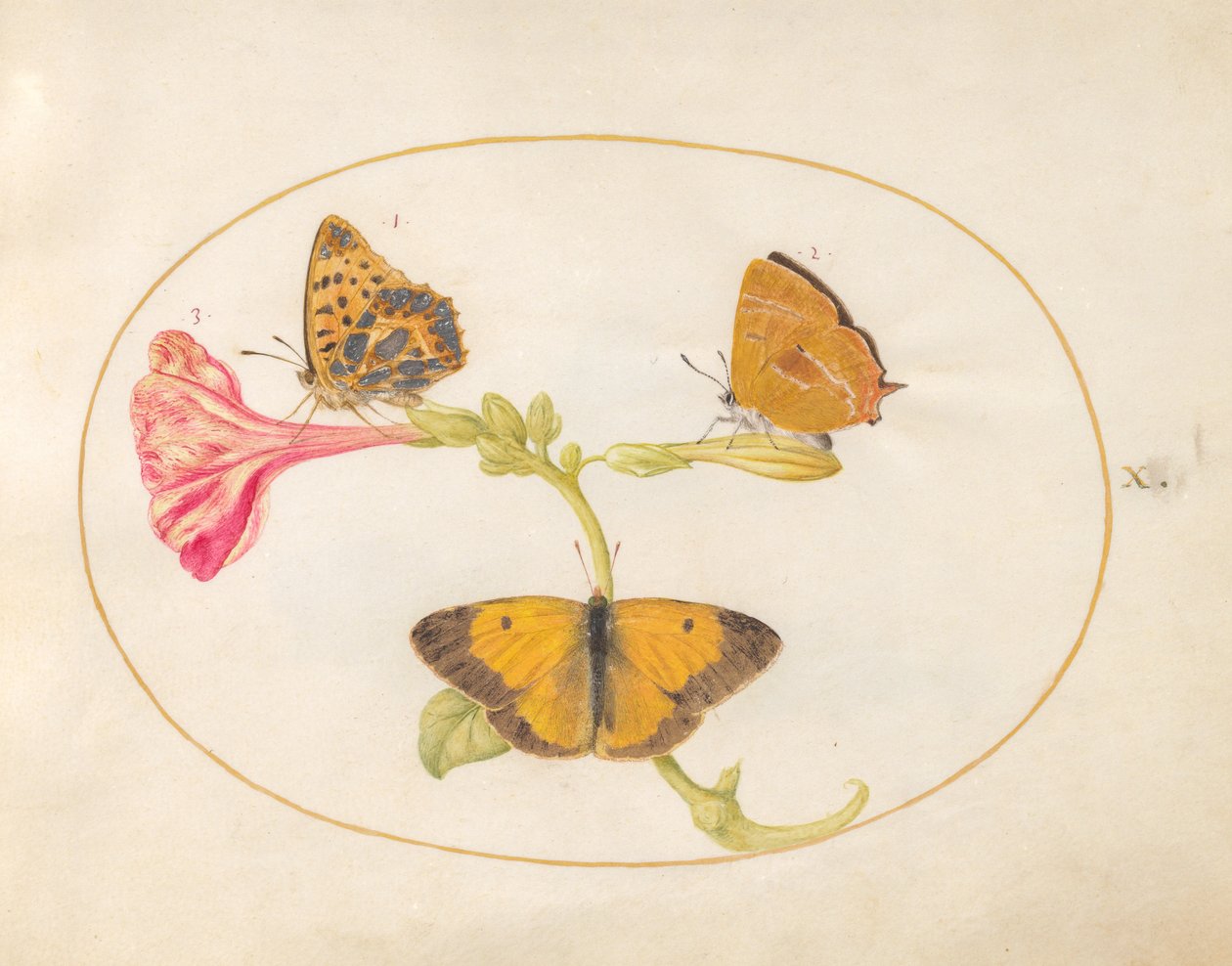 Mariposa, c.1575-80 de Joris Hoefnagel