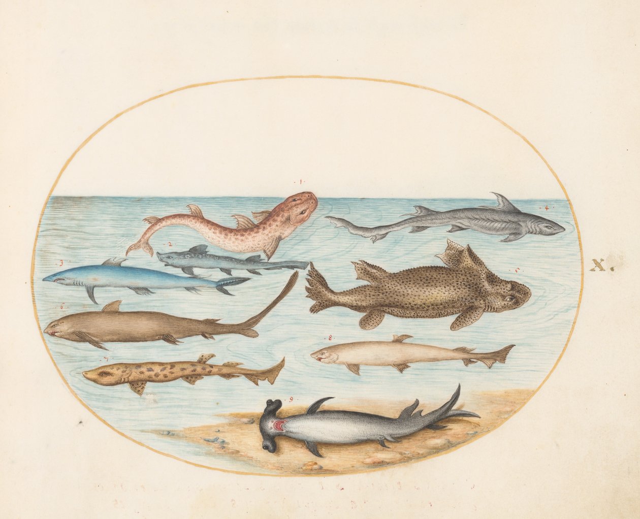 Peces, c.1575-80 de Joris Hoefnagel