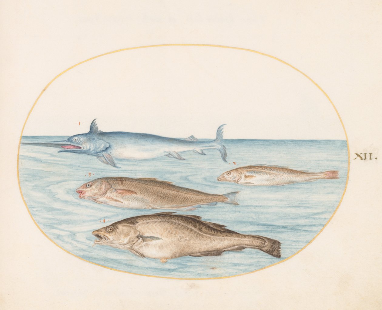 Peces, c.1575-80 de Joris Hoefnagel