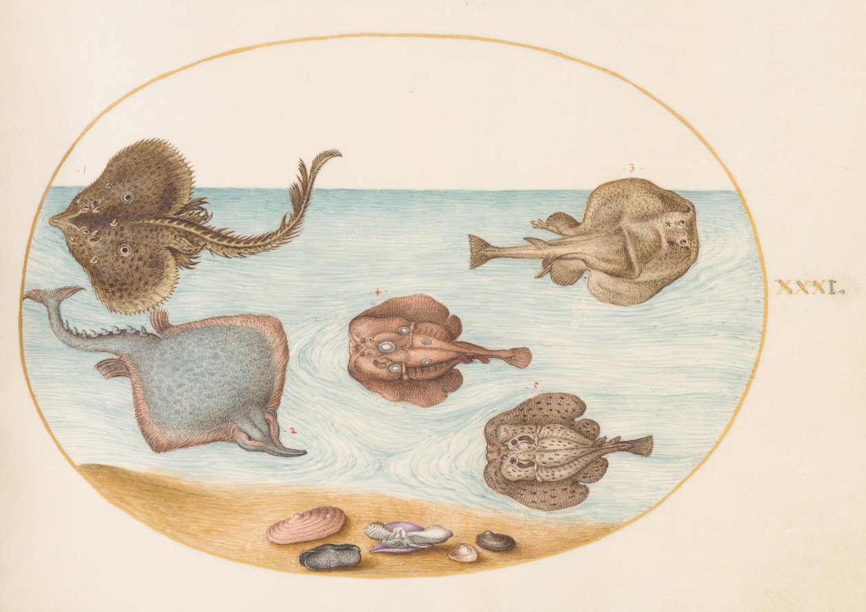 Peces, c.1575-80 de Joris Hoefnagel