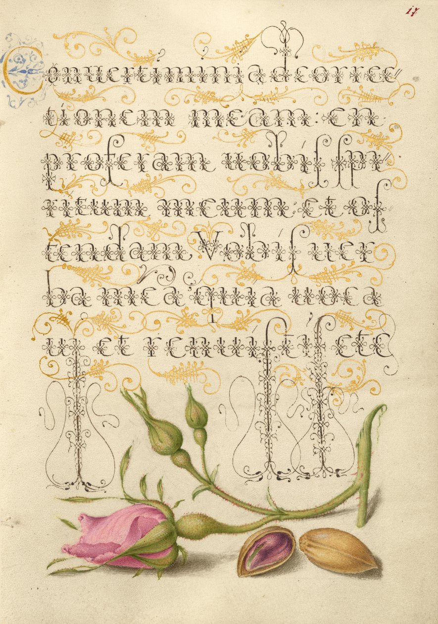 Rosa francesa y pistacho de Joris Hoefnagel