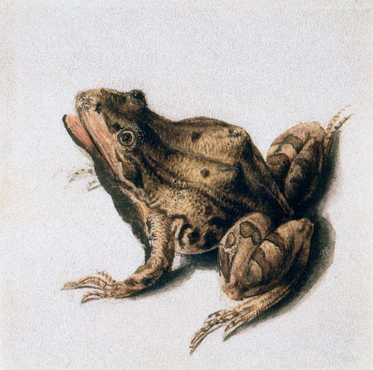 Rana Verde, siglo XVI de Joris Hoefnagel