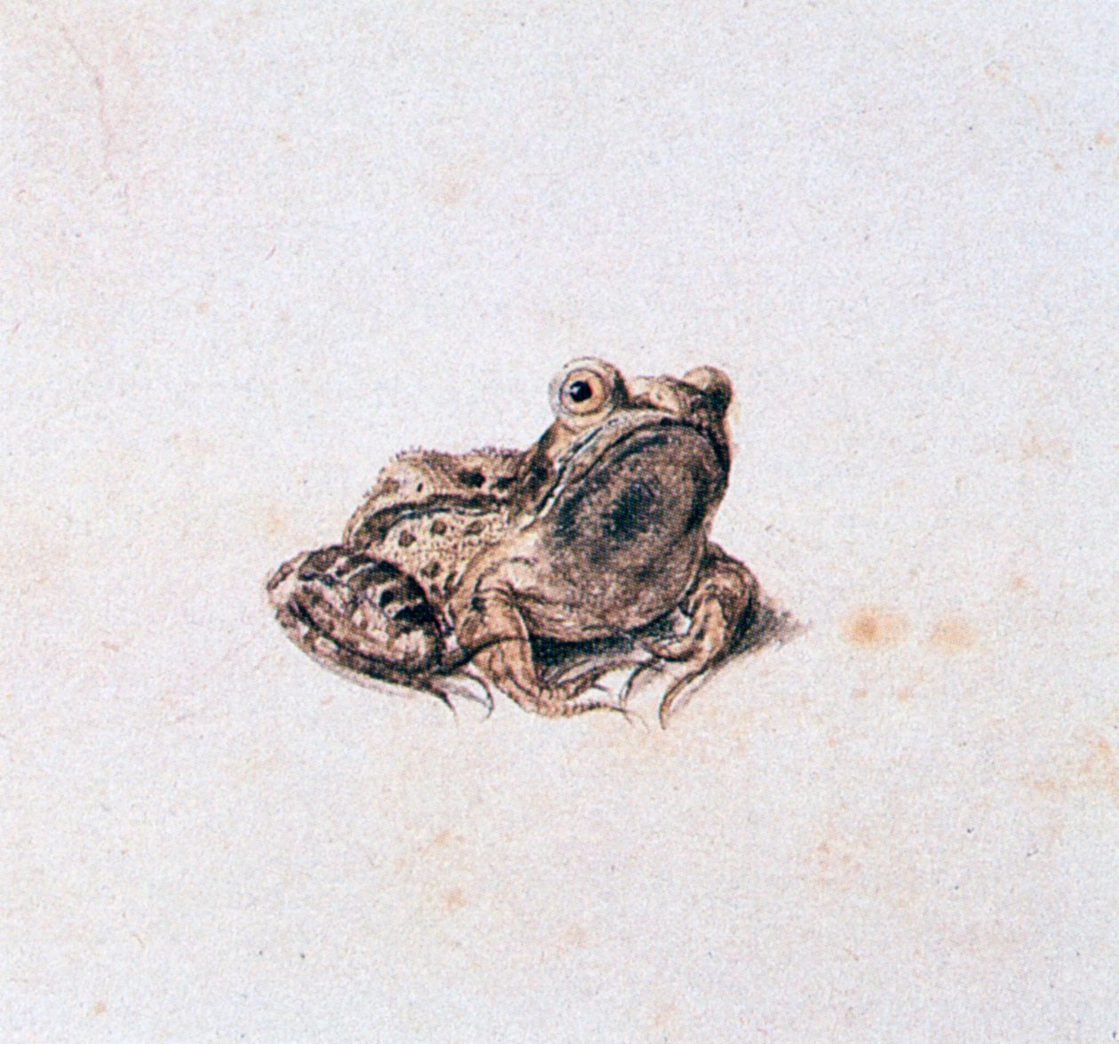 Rana Verde de Joris Hoefnagel