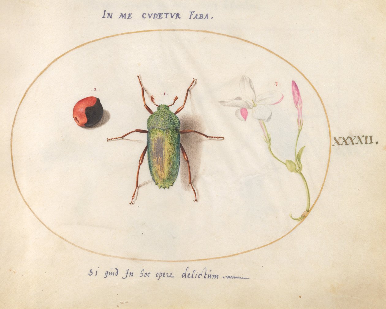 Insecto, c.1575-80 de Joris Hoefnagel
