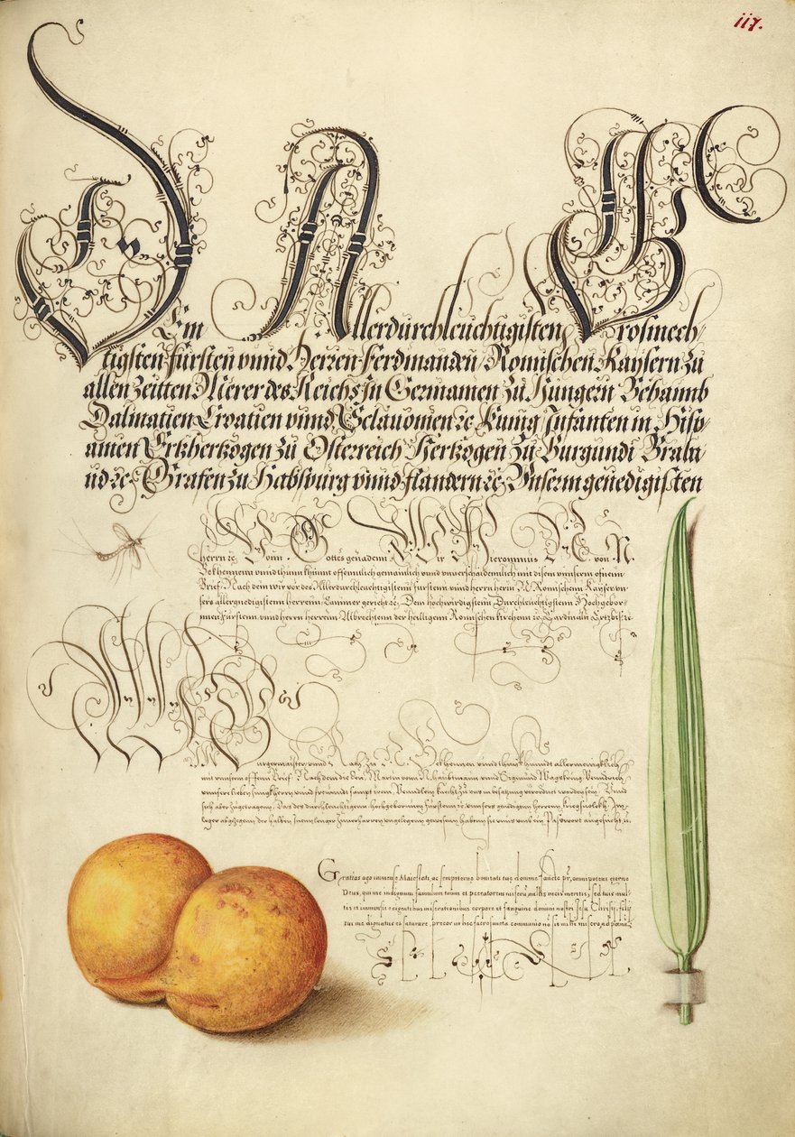 Mayfly, albaricoque y carrizo de Joris Hoefnagel
