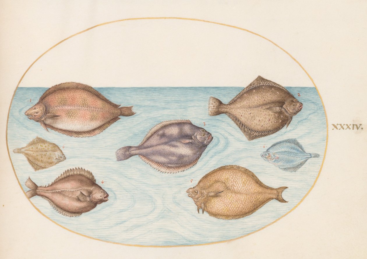 Plato 34: Siete Peces Planos de Joris Hoefnagel