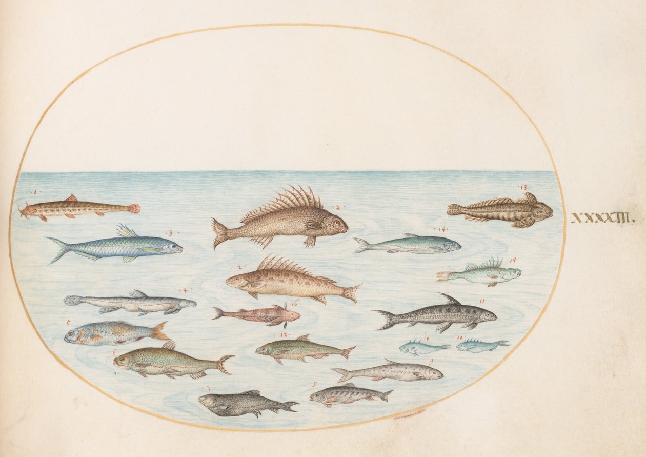 Plato 43: Quince Peces de Joris Hoefnagel
