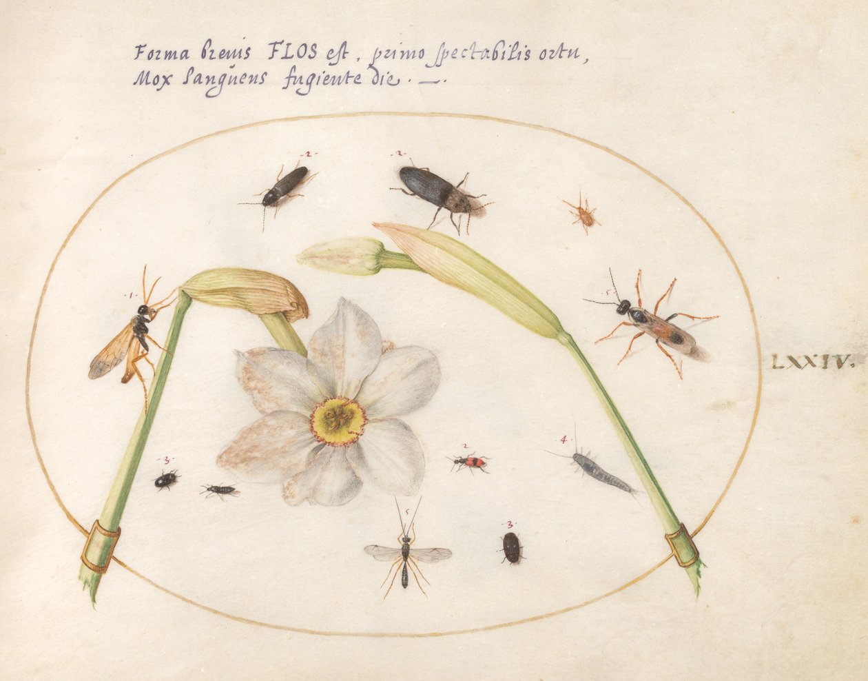 Plato 74: Insectos con Narcisos Blancos de Joris Hoefnagel