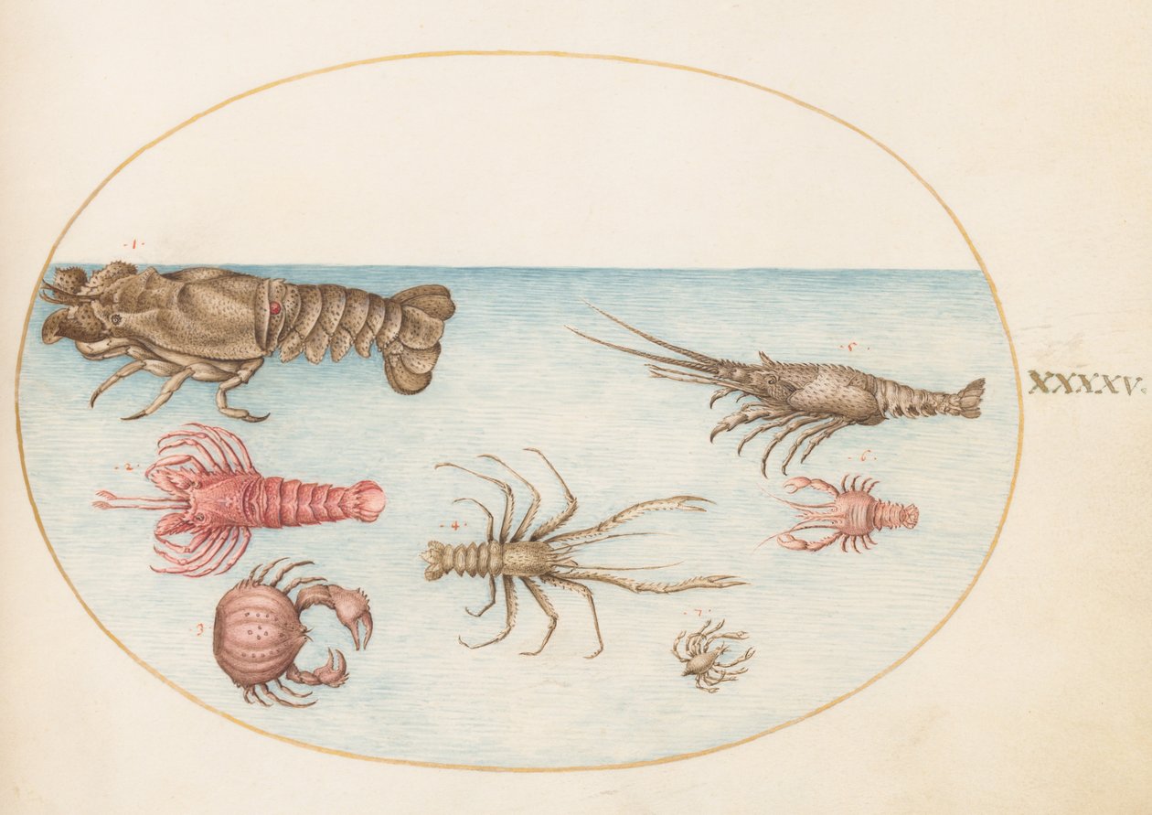 Mariscos, c.1575-80 de Joris Hoefnagel