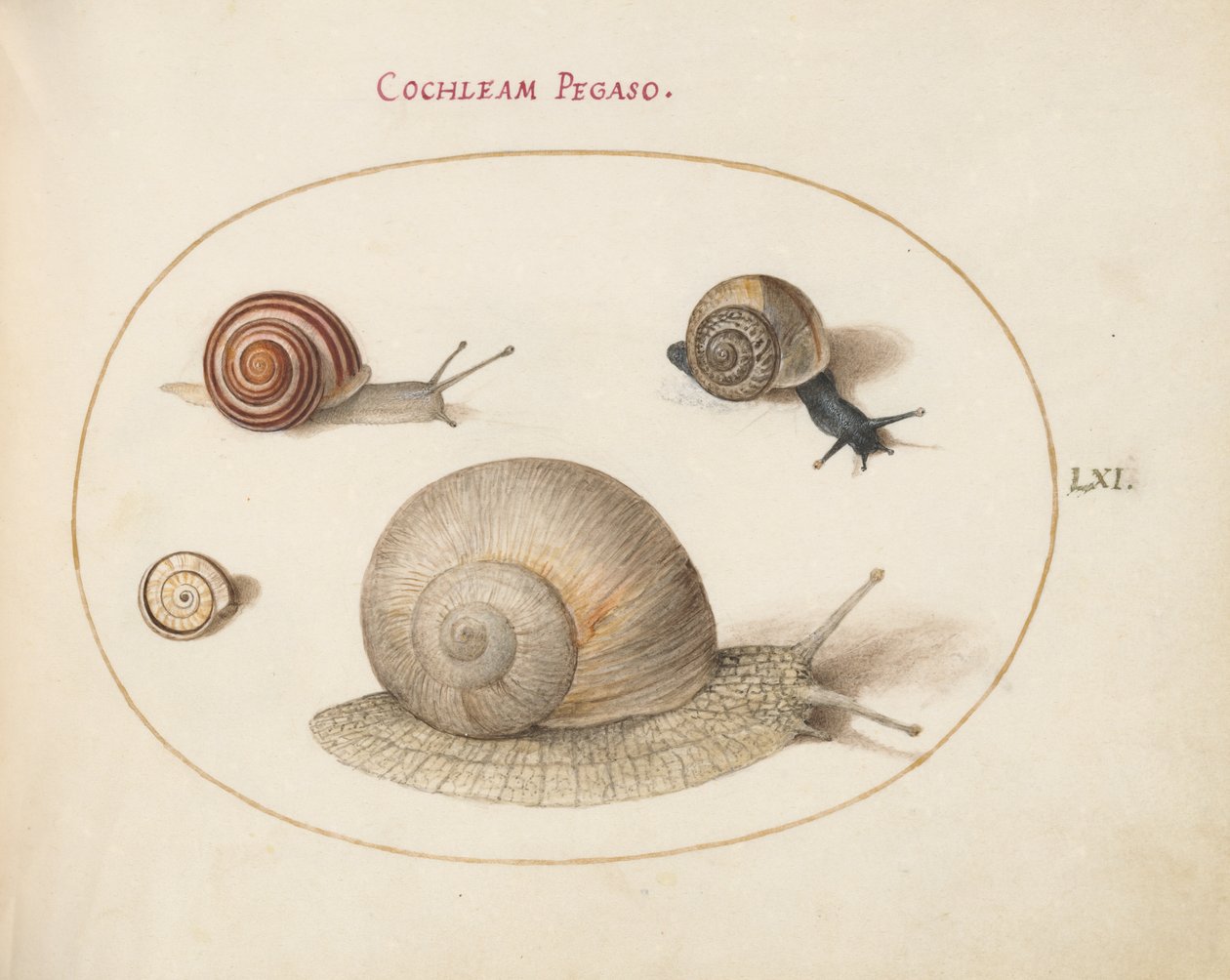 Caracol, c.1575-80 de Joris Hoefnagel