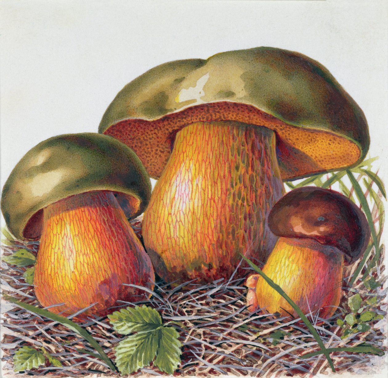 Estudio de hongos de Josef Fleischmann