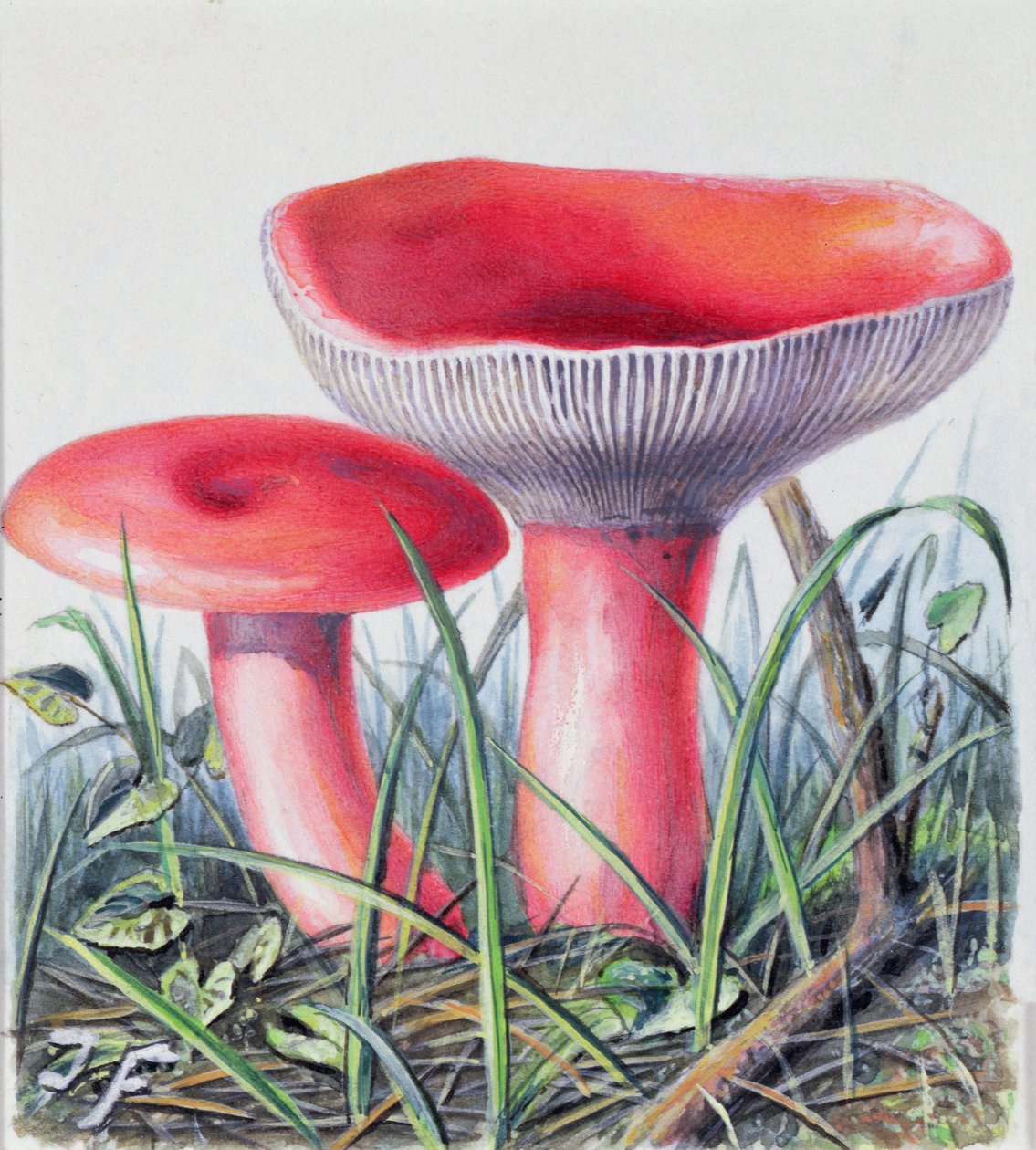 Estudio de hongos de Josef Fleischmann