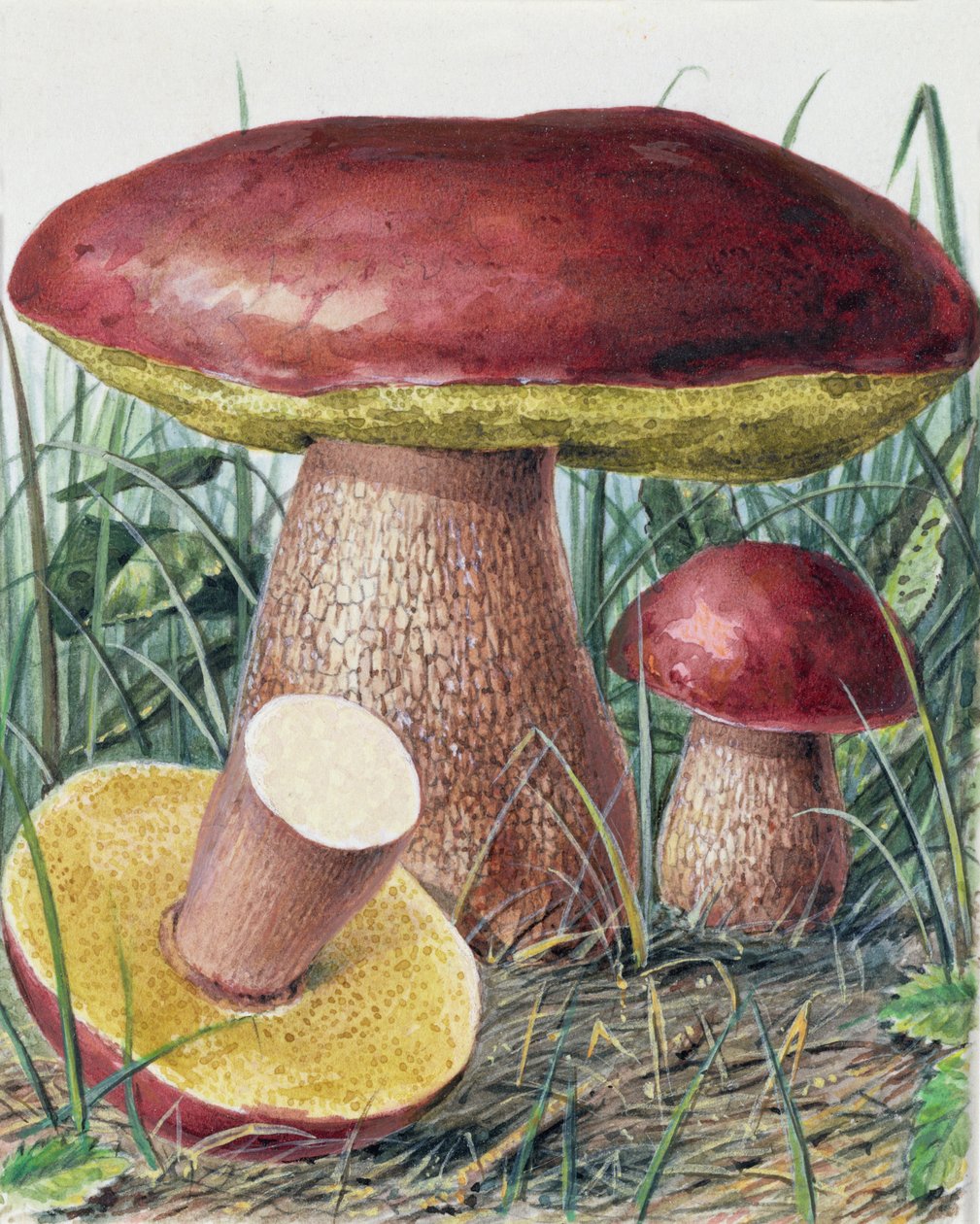 Estudio de Hongos de Josef Fleischmann