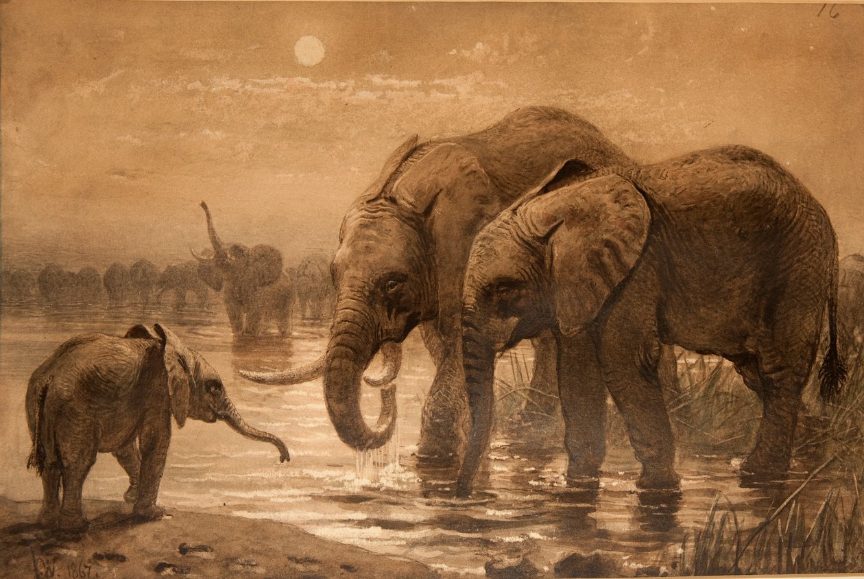 Elefantes africanos de Joseph Wolf