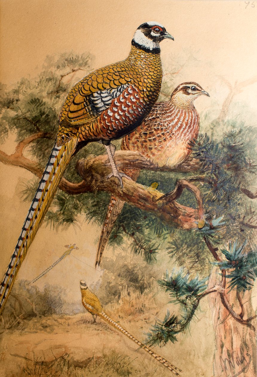 Faisán de cola barrada (Phasianus reevesi), 1852-54 de Joseph Wolf
