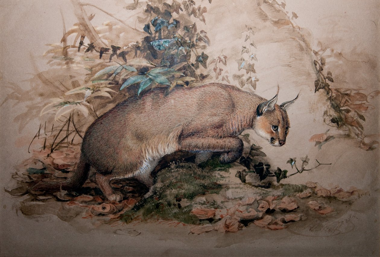 Caracal, 1851-69 de Joseph Wolf