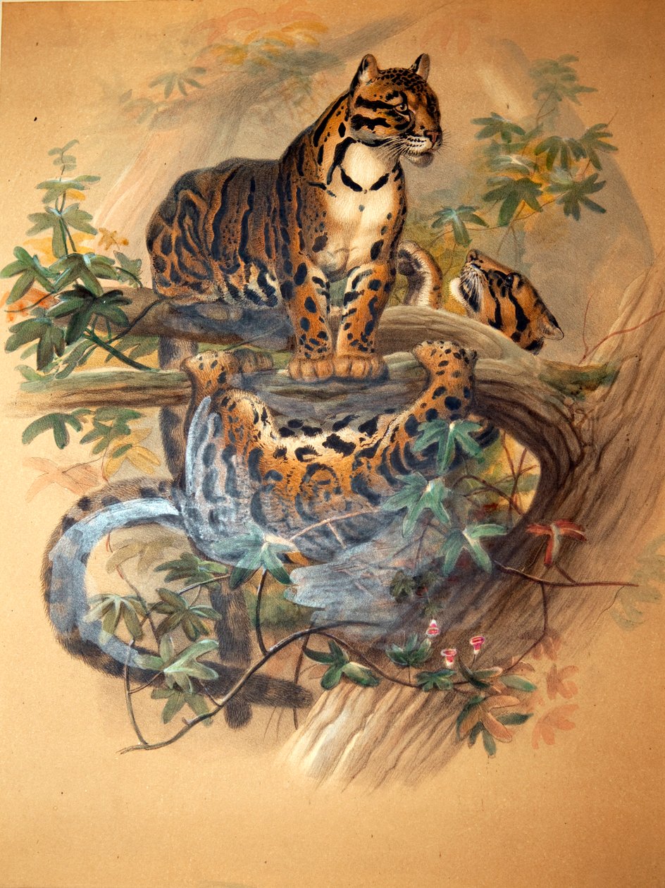 Leopardo nublado, 1861 de Joseph Wolf