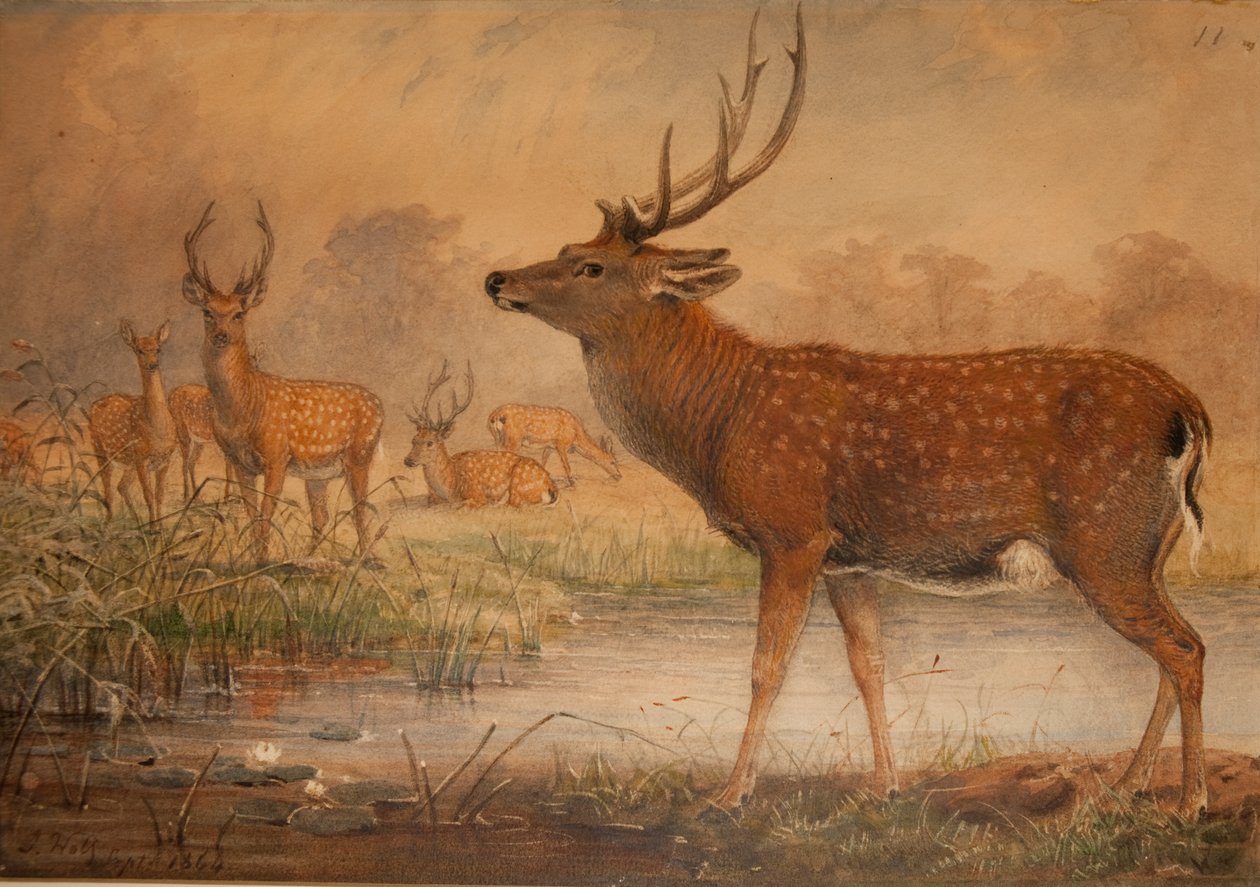 Ciervo manchuriano de Joseph Wolf