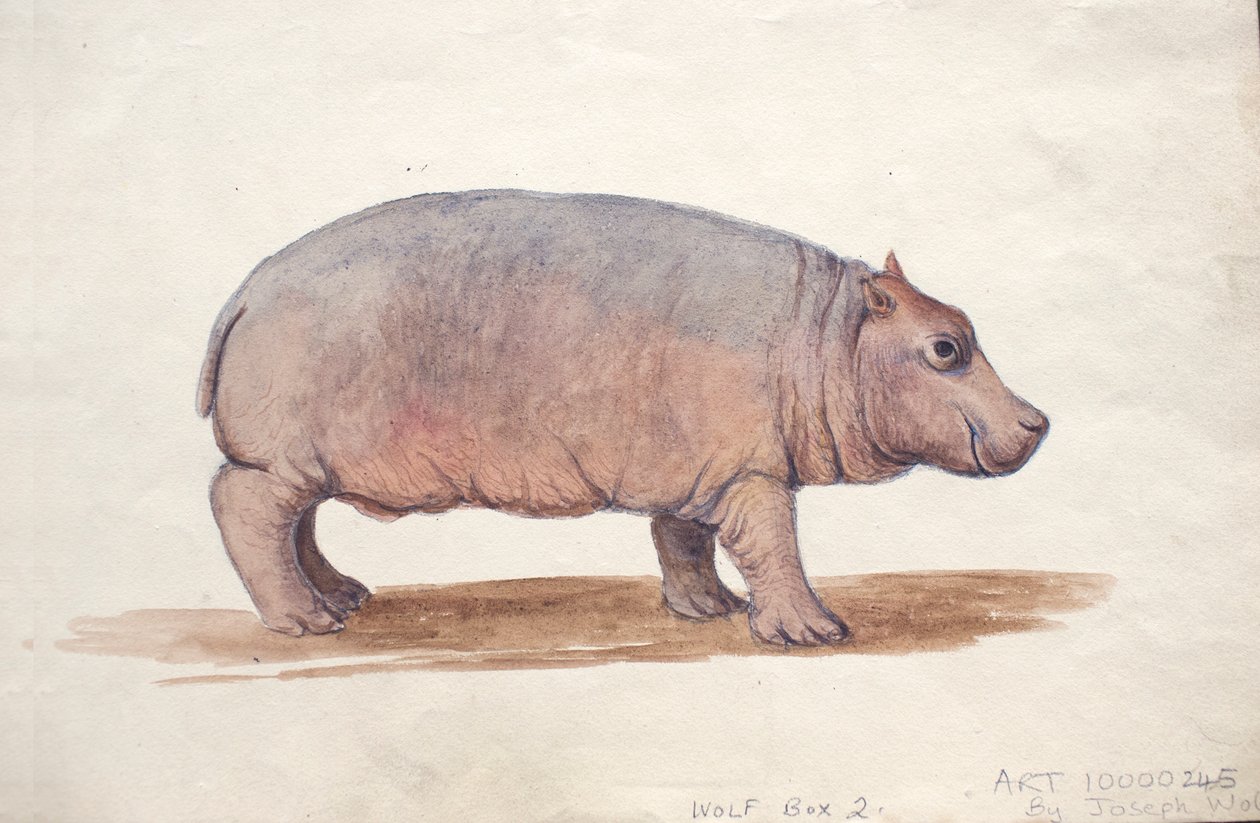 Obaysch, c.1850 de Joseph Wolf