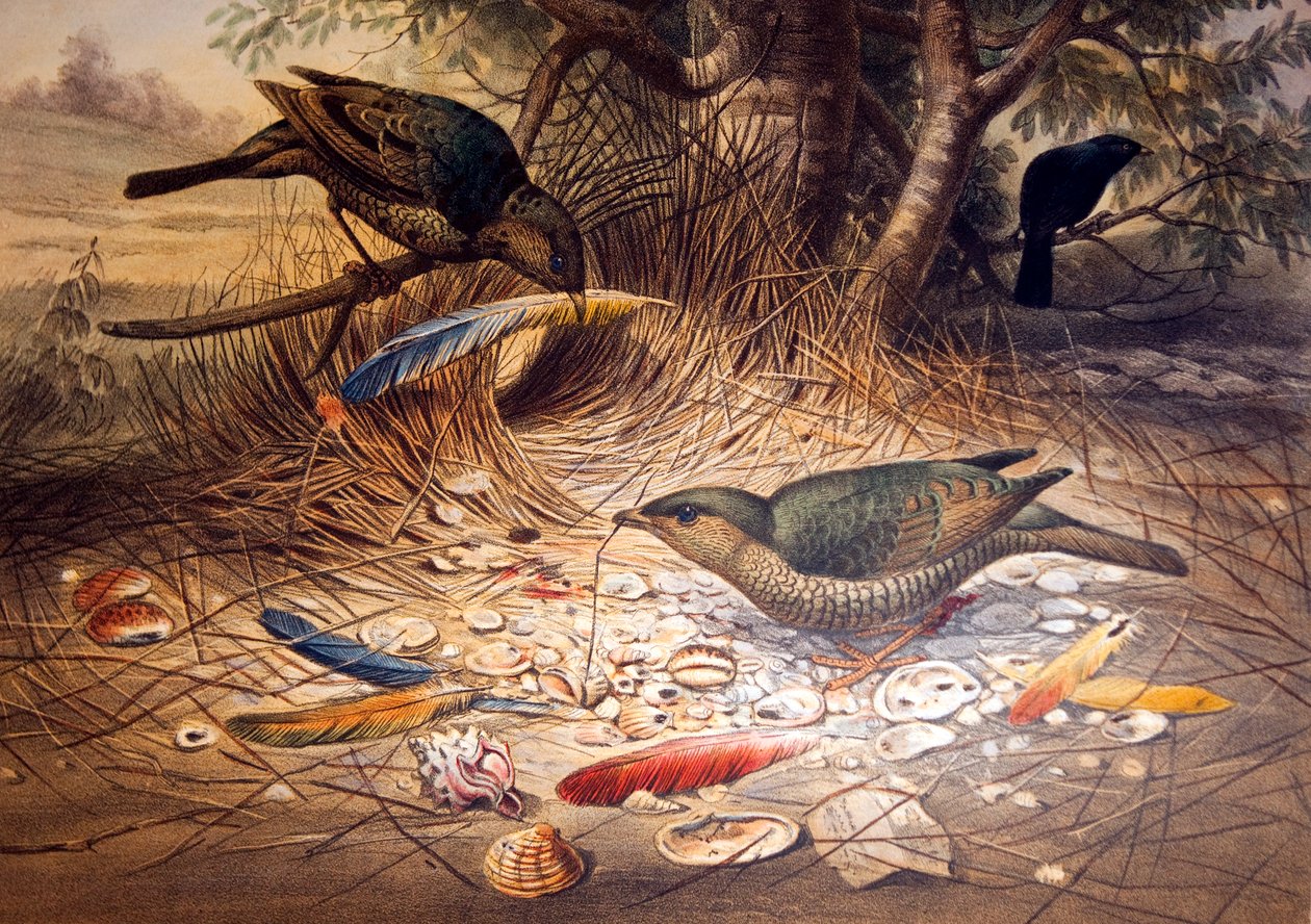 Ave de Bower de Satén, 1861 de Joseph Wolf