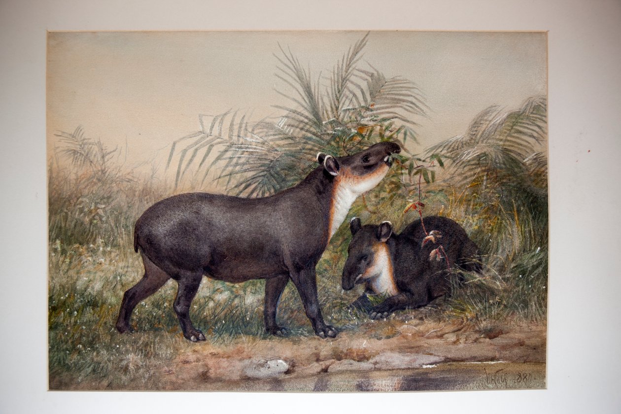 Tapir, 1880 de Joseph Wolf