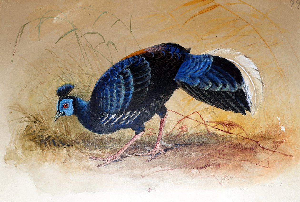 Faisán de Vieillot (Euplocamus vieilloti), 1852-54 de Joseph Wolf