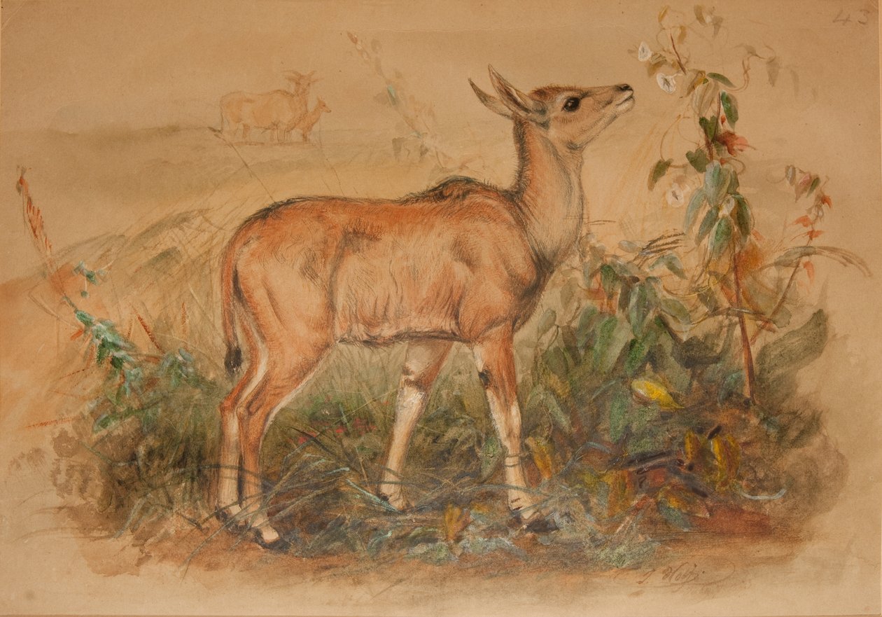 Joven eland de Joseph Wolf