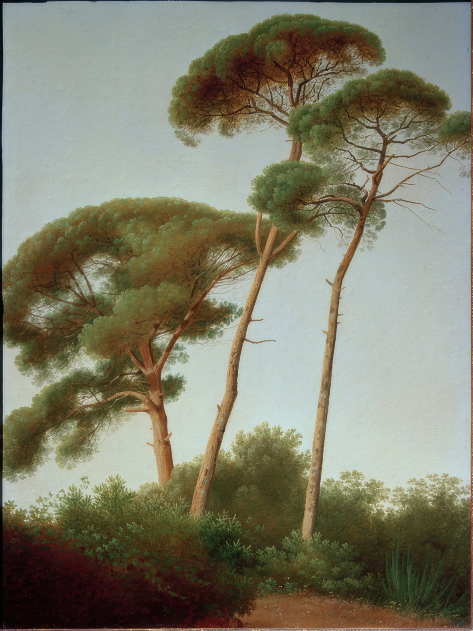 Pinos de Joseph August Knip