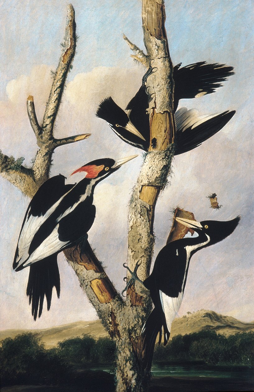 Pájaros carpinteros de pico de marfil de Joseph Bartholomew Kidd
