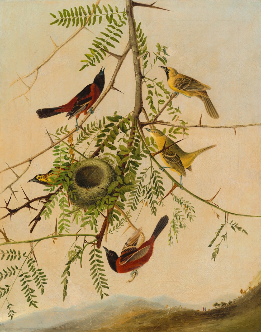 Orchard Oriole, 1830-1832 de Joseph Bartholomew Kidd