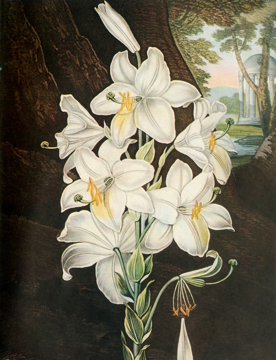El lirio blanco, c1800, 1948 de Joseph Constantine Stadler