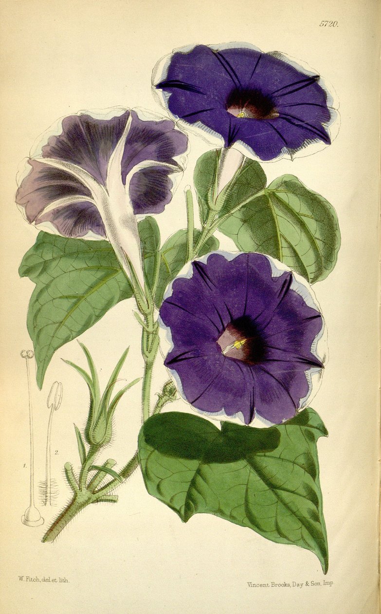 Ipomoea nil, 1868 de Joseph Dalton Hooker