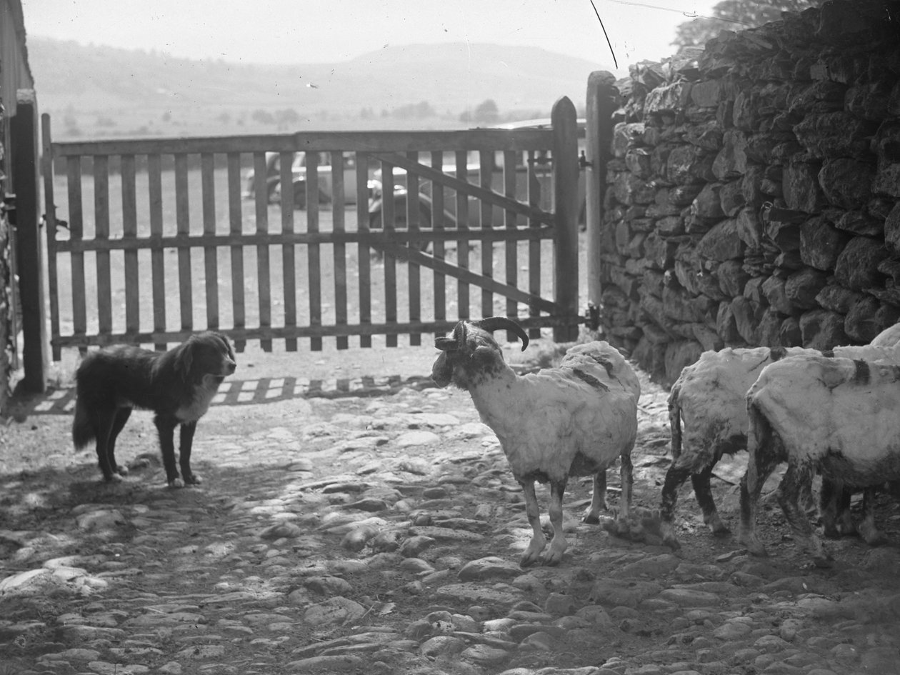 Perro observando ovejas esquiladas de Joseph Hardman