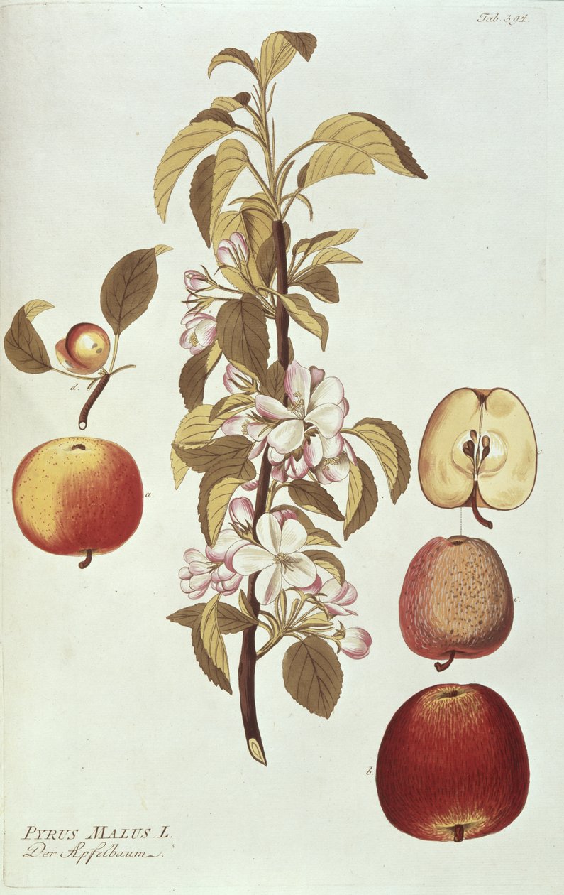 Pyrus Malus de Joseph Jacob Plenck