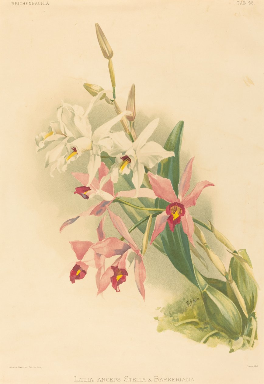 Laelia Anceps Stella & Barkeriana de Joseph Mansell